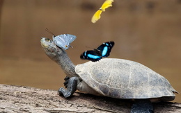 3d обои Черепаха с красивыми бабочками  черепахи