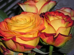 3d обои Жёлто-красные розы  цветы