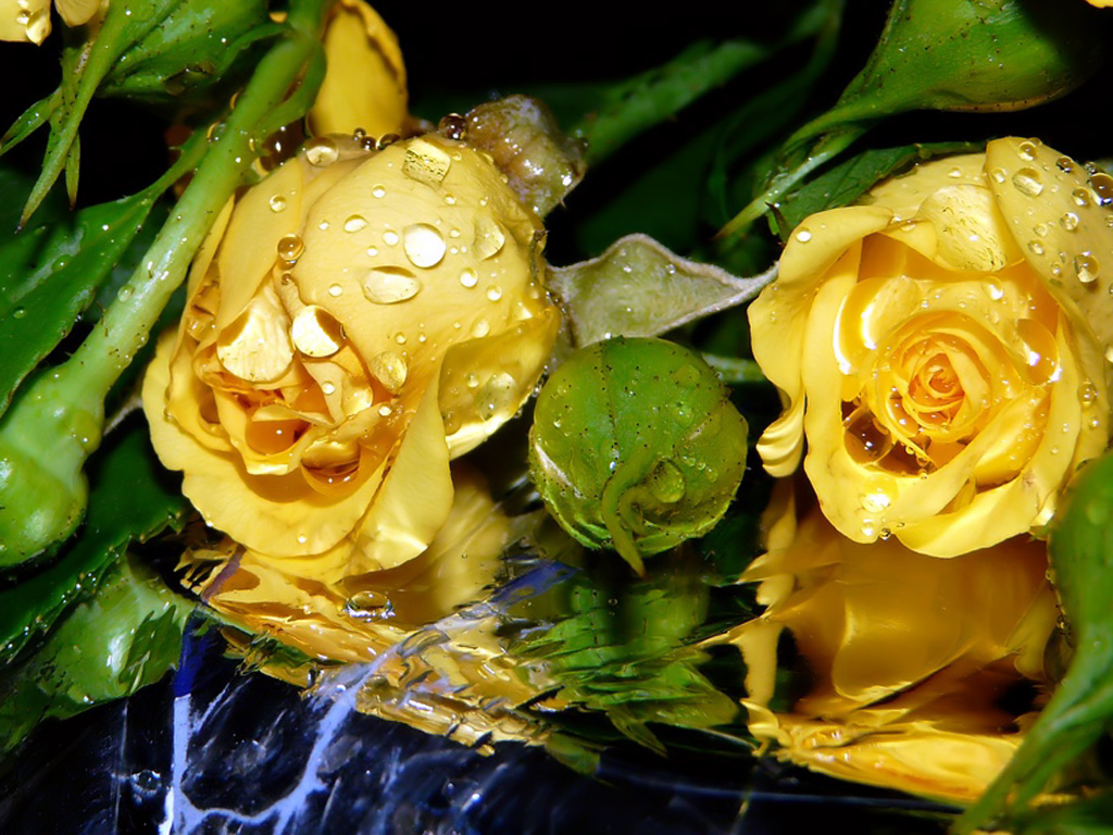 3d обои Жёлтые розы в воде  1024х768 # 297