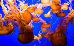3d обои Полчище медуз  подводные