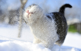 3d обои Кошак отряхивается от снега  снег