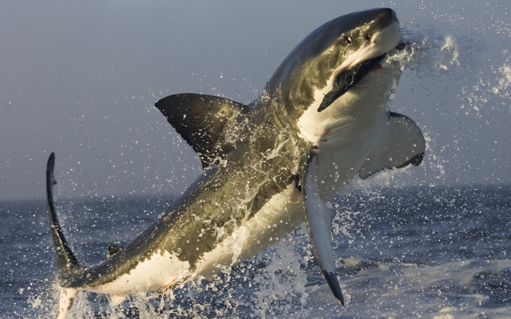 3d обои Хищная акула поймала добычу на лету  рыбы # 79423