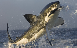 3d обои Хищная акула поймала добычу на лету  капли