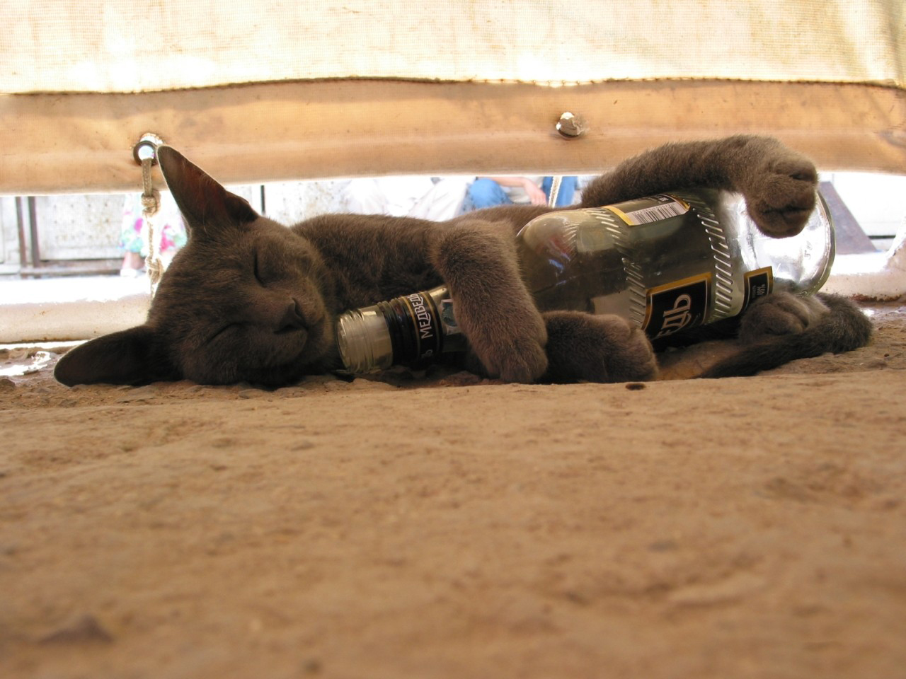 3d обои Котёнок уснул с бутылкой из - под водки Медведь  милые # 54386