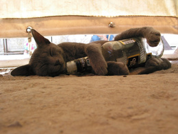 3d обои Котёнок уснул с бутылкой из - под водки Медведь  кошки