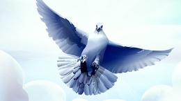 3d обои Белый голубь, вид снизу  птицы