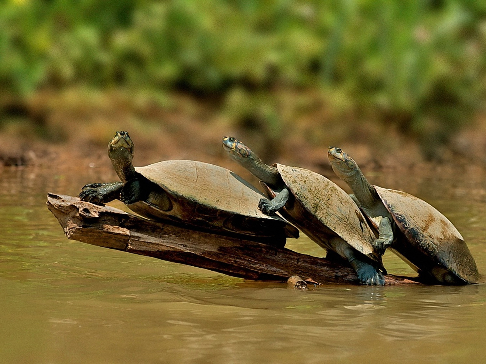3d обои Три черепашки на одной спасительной веточке  черепахи # 88381