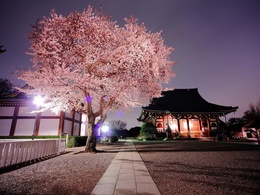 3d обои Японский домик и цветущая сакура рядом  дороги