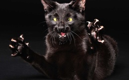3d обои Страшный чёрный кот  1280х800