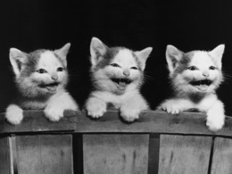 3d обои Три смешных котёнка  смешные