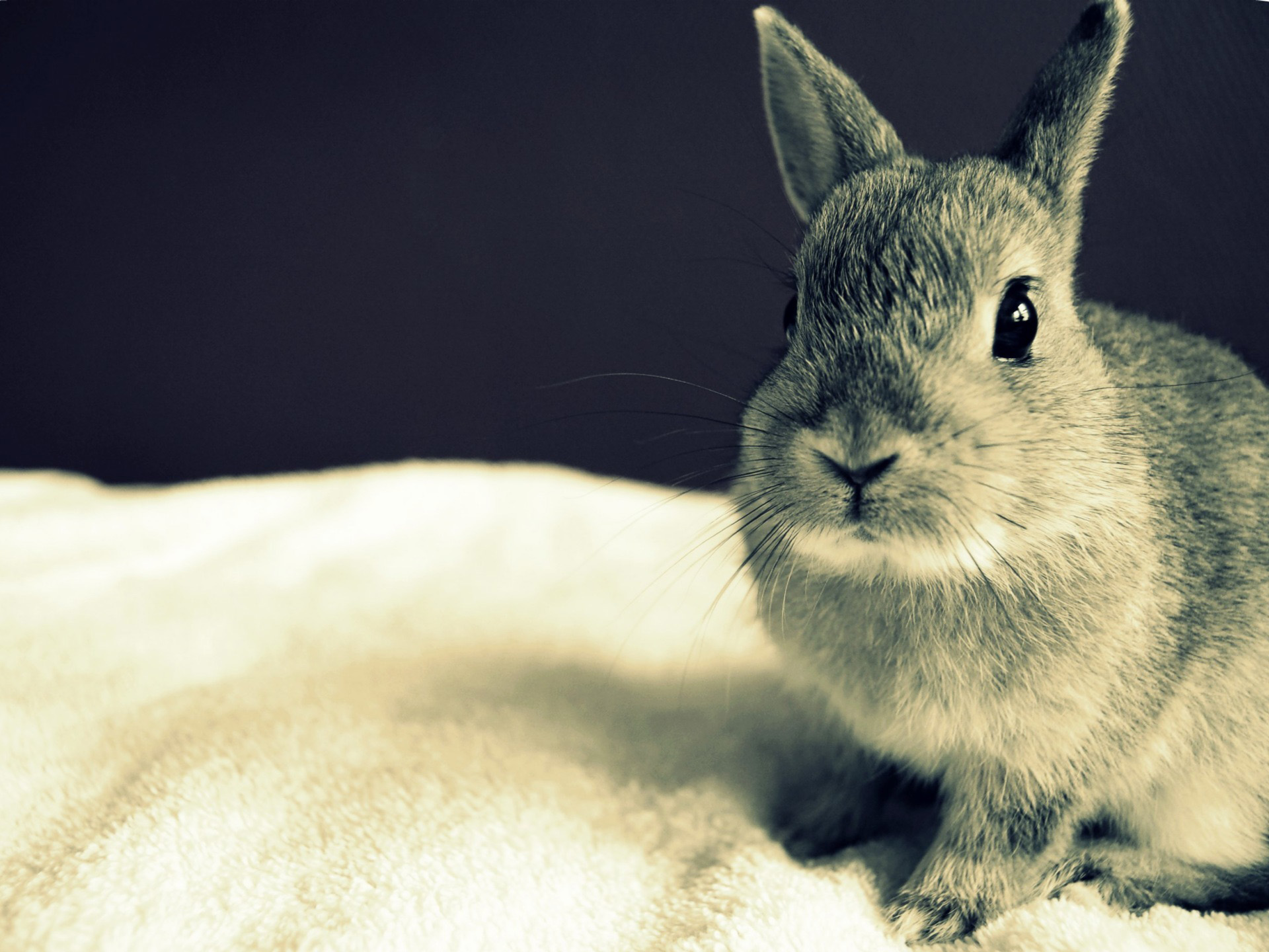 3d обои Милый серый кролик  кролики # 49070