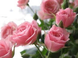 3d обои Нежные розовые розы  2560х1920
