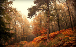 3d обои Осенний лес  осень