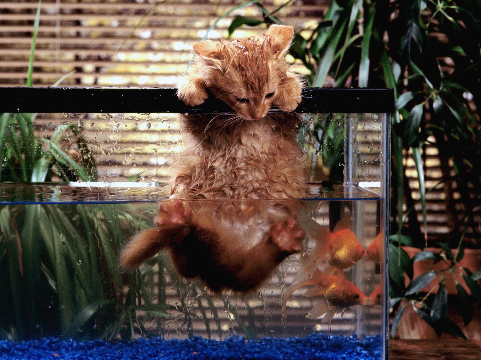 3d обои Рыжий кот упал в аквариум к золотым рыбкам  рыбы # 79413