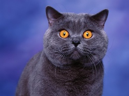 3d обои Британский голубой кот  кошки