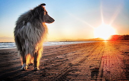 3d обои Колли на морском пляже на закате  собаки