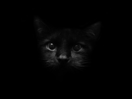 3d обои Черный котенок в темноте  кошки