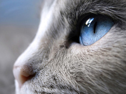 3d обои Голубой кошачий глаз  1920х1440