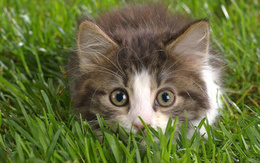 3d обои Котенок притаился в траве  кошки