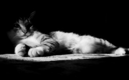 3d обои Кошка на ковре в световом пятне  черно-белые