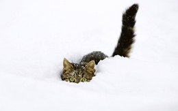 3d обои У кота из снега видно только хвост, уши и глаза  снег