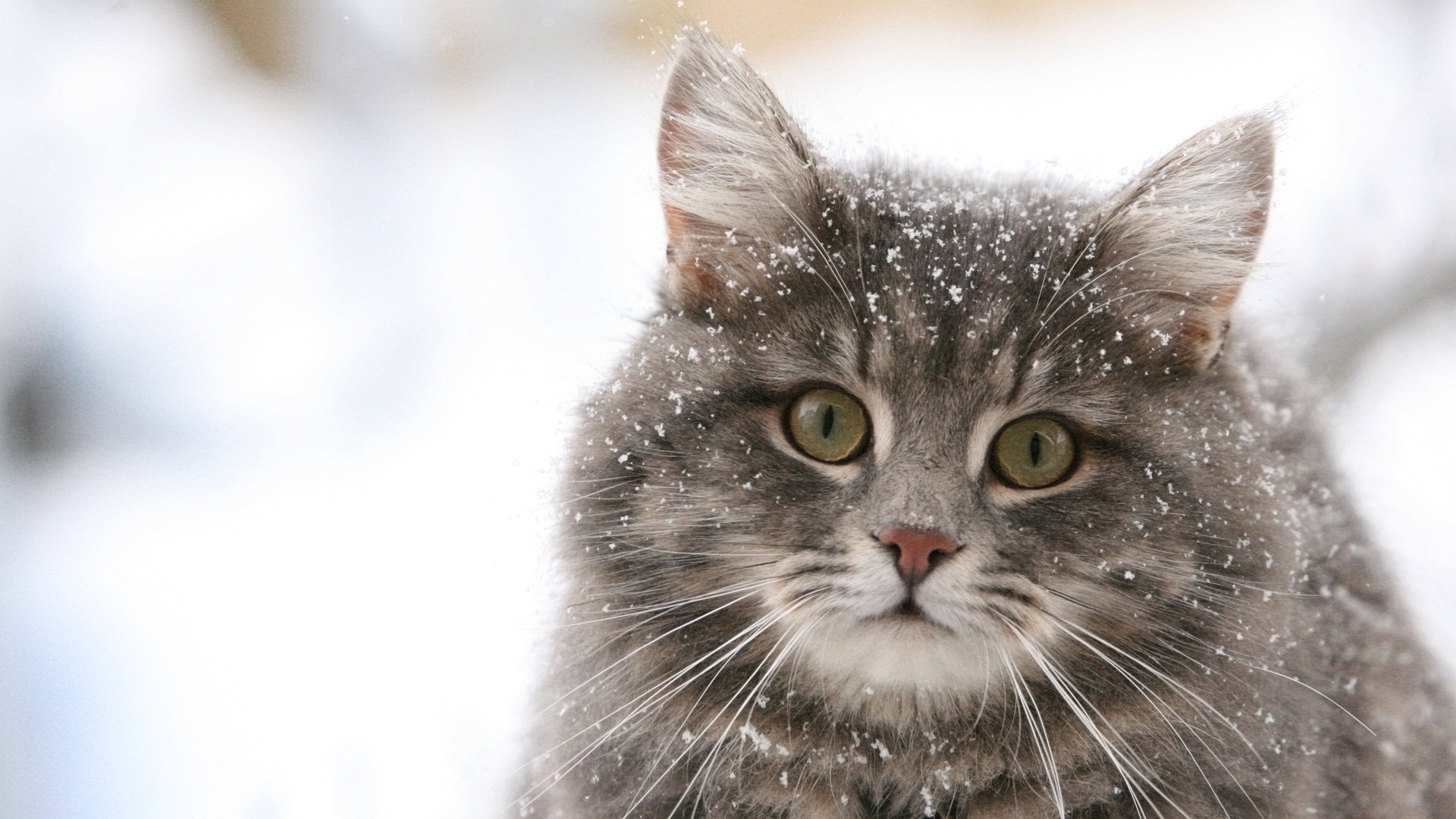 3d обои Флегматичный кот в снежинках  снег # 80672