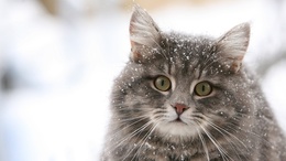 3d обои Флегматичный кот в снежинках  снег
