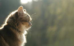 3d обои Профиль котенка в солнечных лучах  кошки