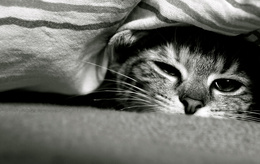 3d обои Кот спрятался под одеяло  черно-белые