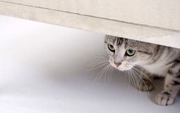 3d обои Кошка спряталась под  скамейкой, предчувствуя неотвратимость наказания  кошки