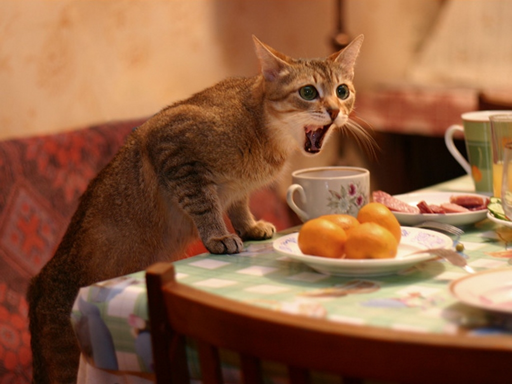 3d обои Рыжий кот пьет чай из кружки  смешные # 80233