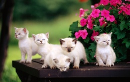 3d обои Белые котята рядом с цветами  цветы