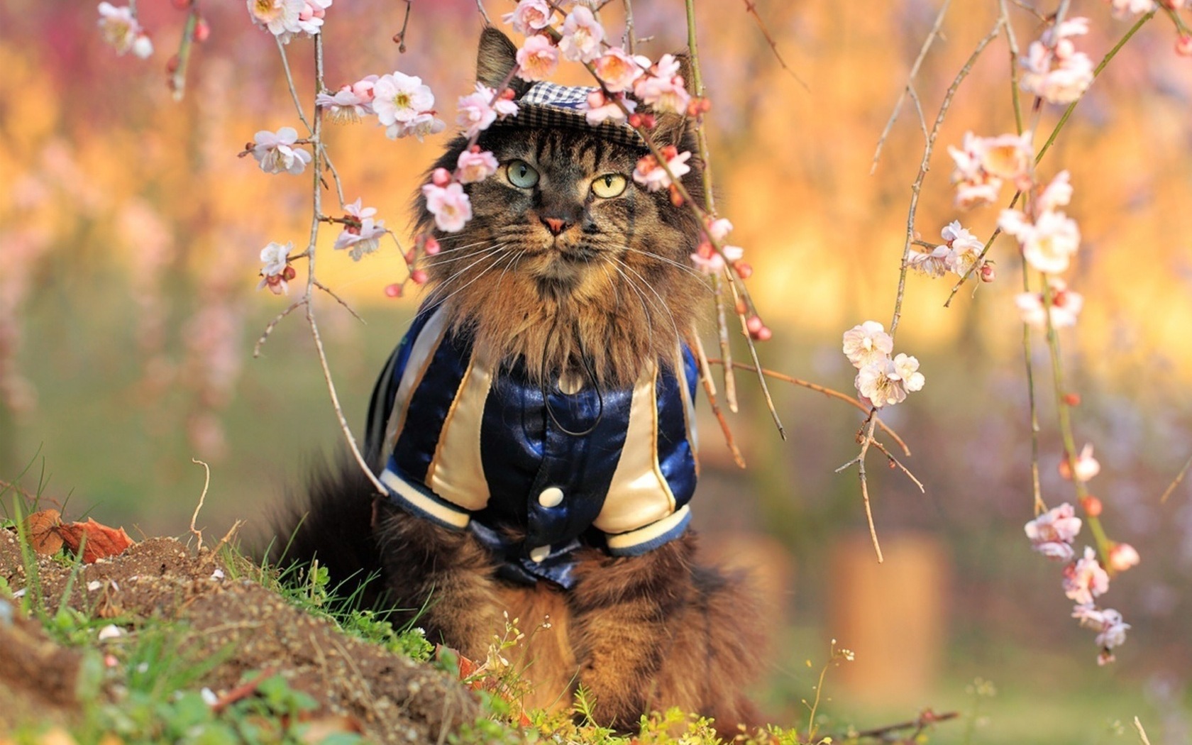 3d обои Вальяжный, ухоженный кот сидит под ветками сакуры. Весна, март-время для сватовства наступило  прикольные # 70774