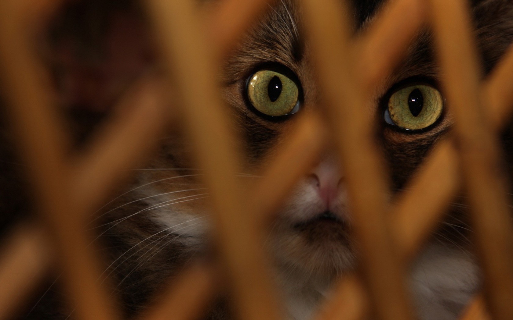 3d обои Удивленные кошачьи глаза через решетку  глаза # 23685