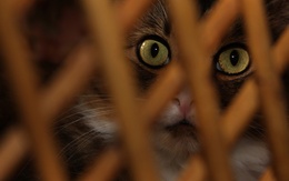 3d обои Удивленные кошачьи глаза через решетку  глаза