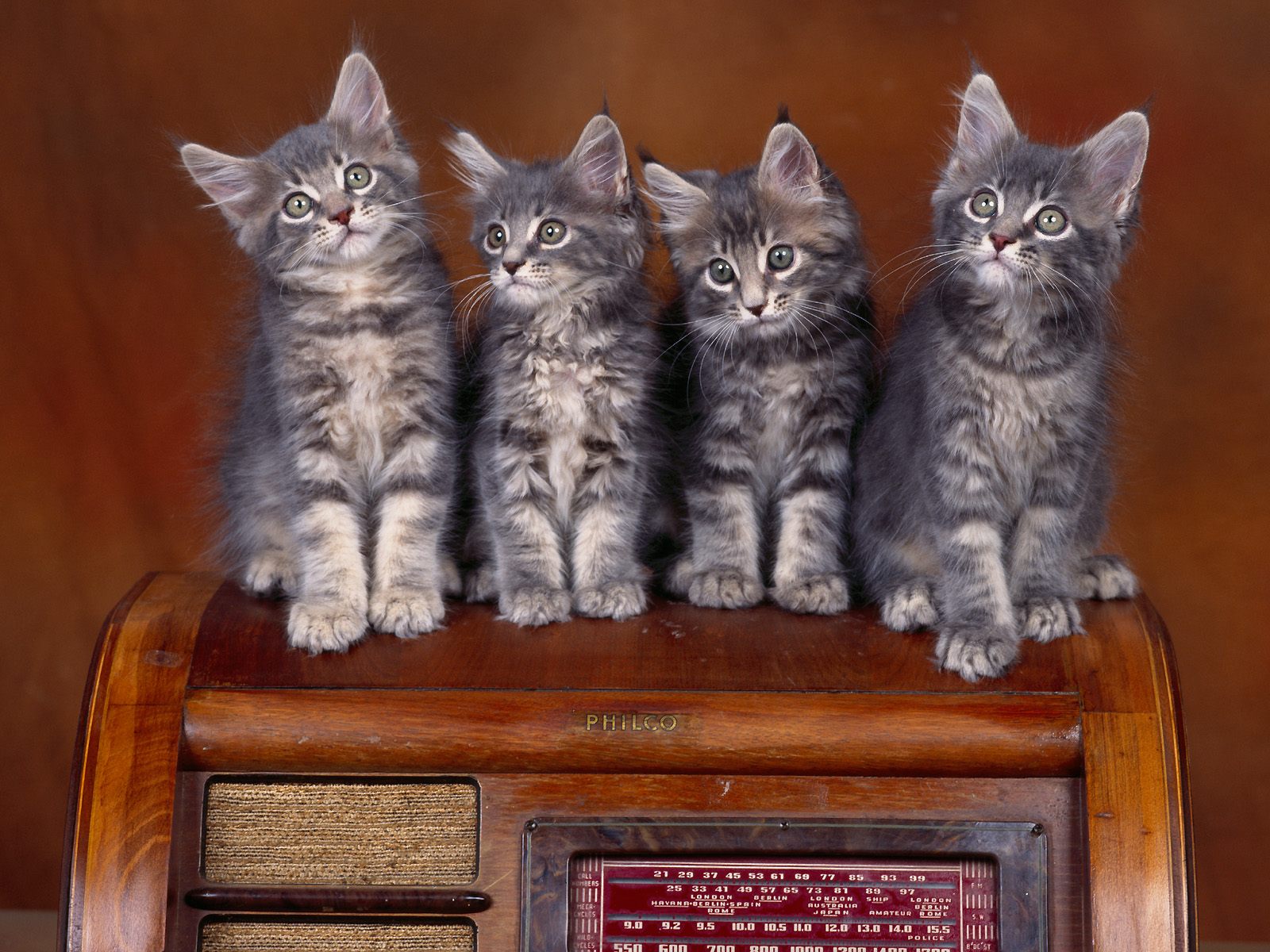 3d обои 4 серых котенка сидят на старом радиоприемнике (Philco)  музыка # 59230