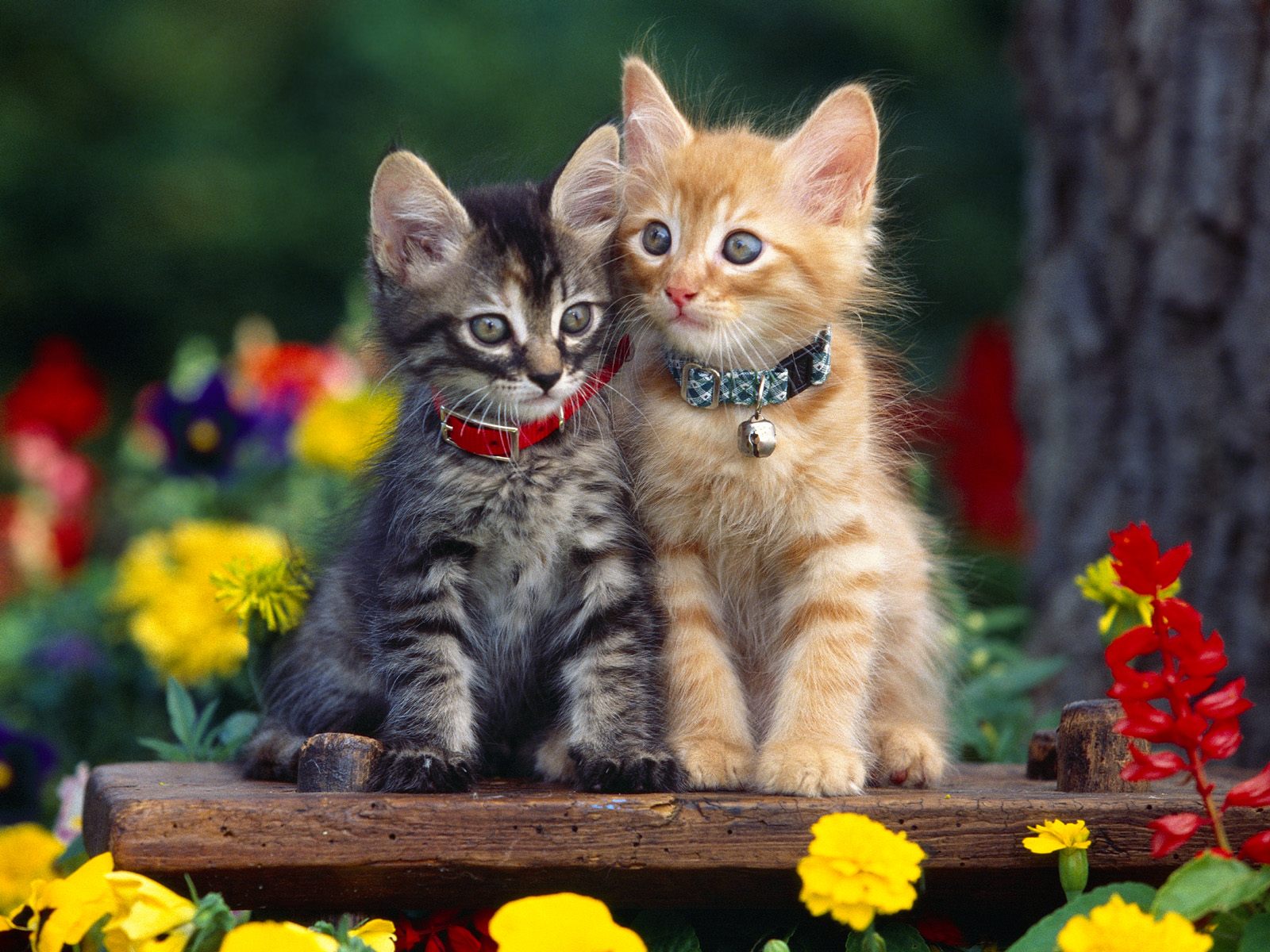 3d обои Котята в ошейниках среди цветов  кошки # 45785