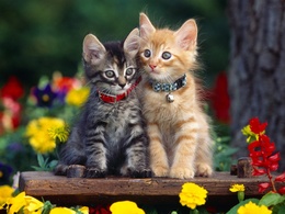 3d обои Котята в ошейниках среди цветов  кошки