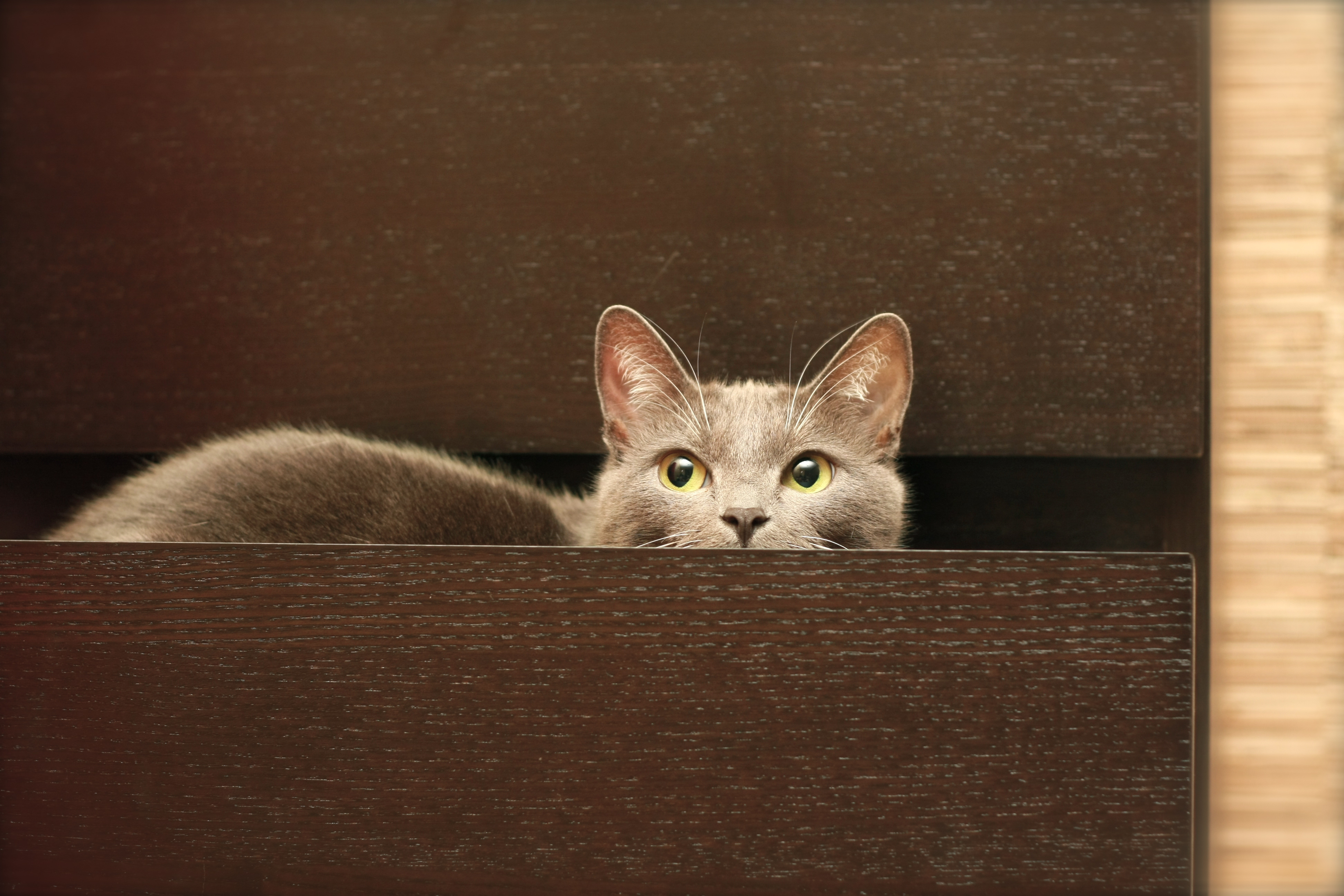 3d обои Кошка залезла в ящик комода и испуганно оттуда смотрит  кошки # 45779