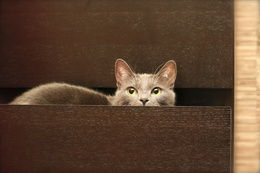 3d обои Кошка залезла в ящик комода и испуганно оттуда смотрит  интерьер