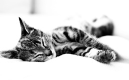 3d обои Полосатый кот спит на белом покрывале  черно-белые