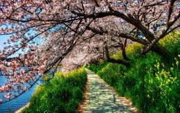 3d обои Весеннее цветение сакуры над дорожкой  дороги