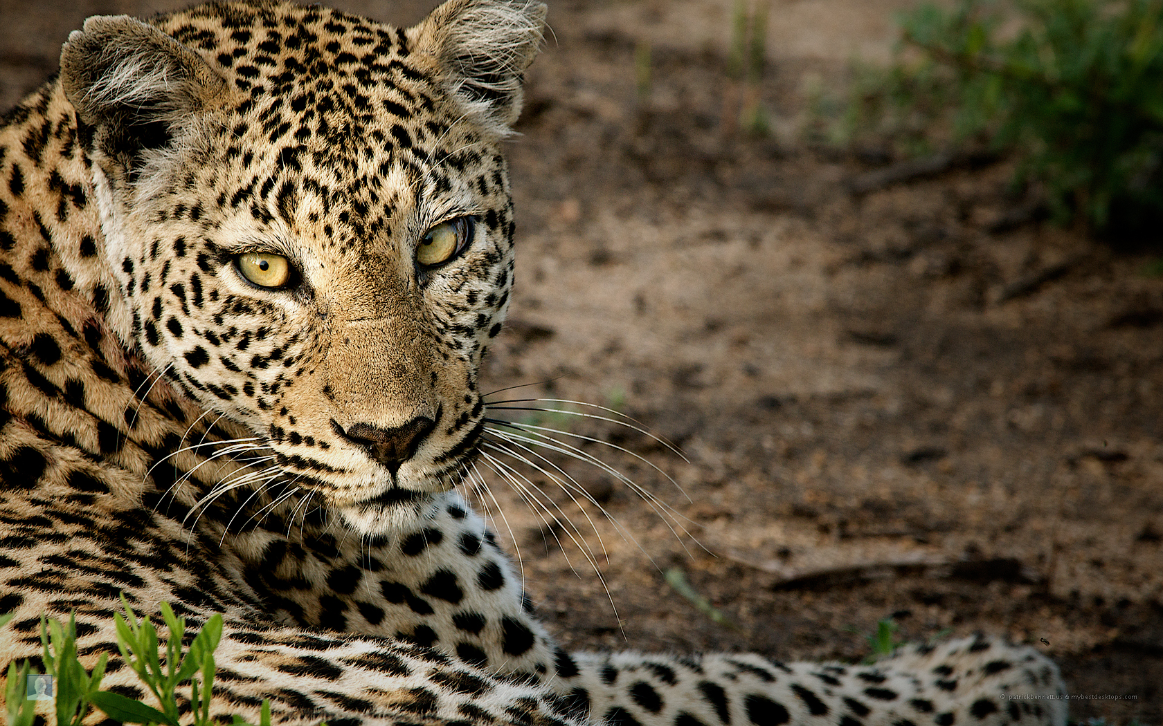 3d обои Леопард , даже отдыхая , всегда готов к действиям...  леопарды # 49179