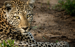 3d обои Леопард , даже отдыхая , всегда готов к действиям...  леопарды