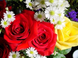3d обои Розы и ромашки  цветы