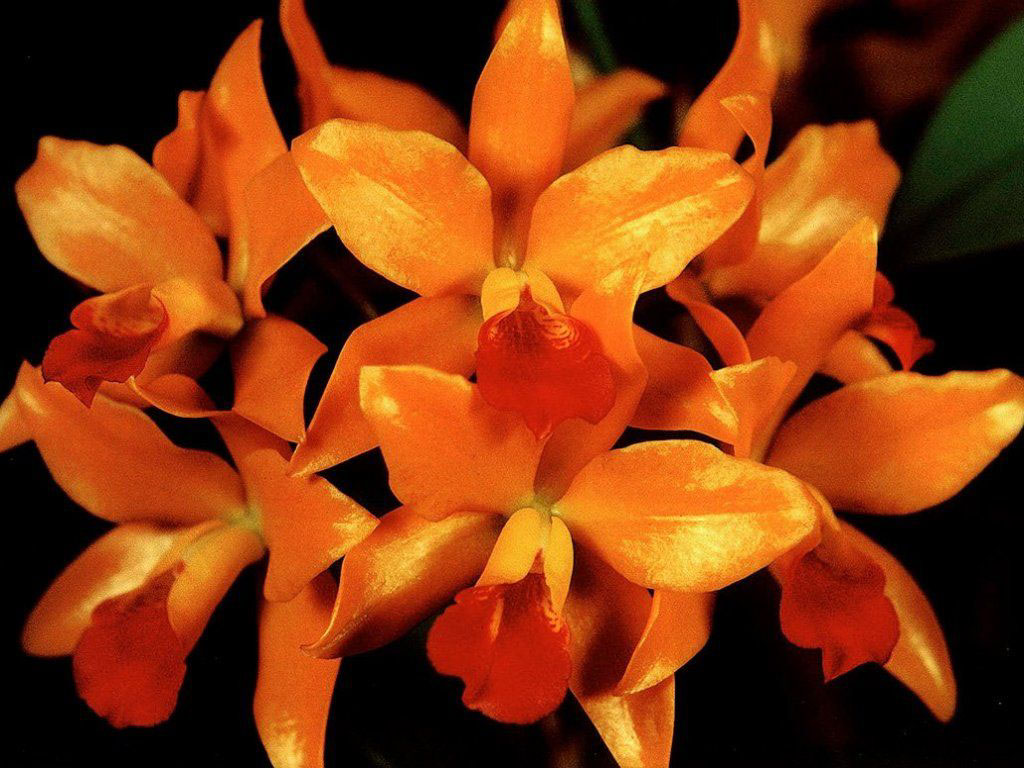 3d обои Орхидея (Falenops)  1024х768 # 260