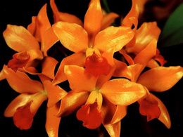 3d обои Орхидея (Falenops)  1024х768