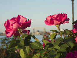 3d обои Розы на фоне города  1024х768
