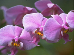 3d обои Орхидея  1024х768