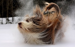 3d обои Собака радостно резвится в снегу  зима